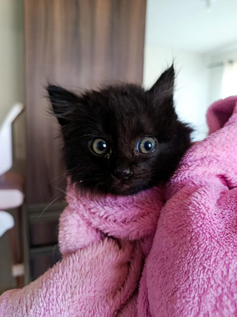 Preta, gata de porte pequeno para adoção em Dracena - SP