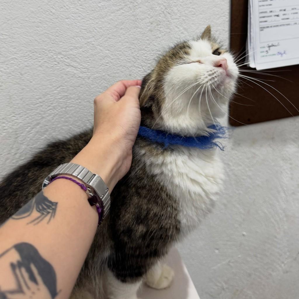 Condessa, gata para adoção em Dracena - SP