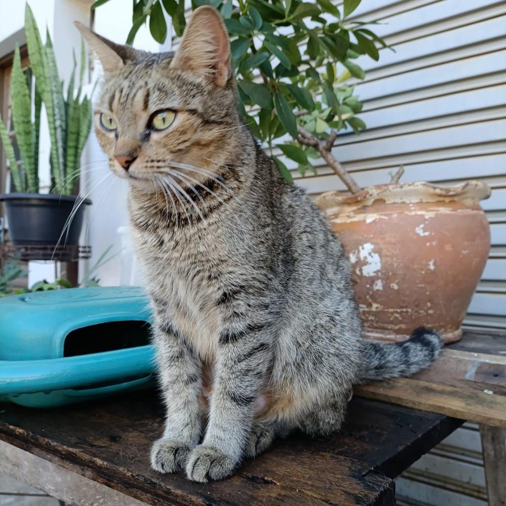 Jacqueline, gata de porte médio para adoção em Dracena - SP