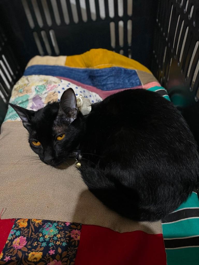 Aurora, gata de porte médio para adoção em Dracena - SP
