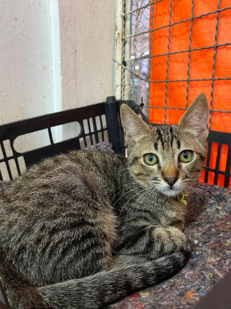 Sonie, gato de porte pequeno para adoção em Dracena - SP