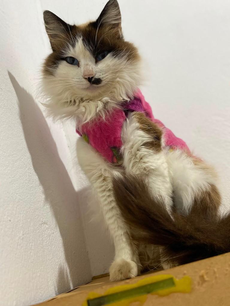Lamis, gata de porte médio para adoção em Dracena - SP
