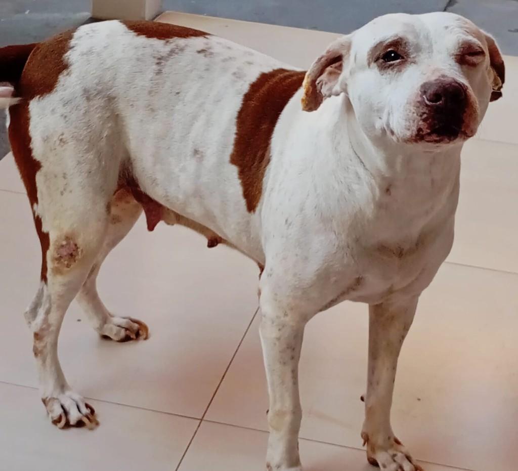 Pitbull fêmea, cadela de porte médio para adoção em Dracena - SP