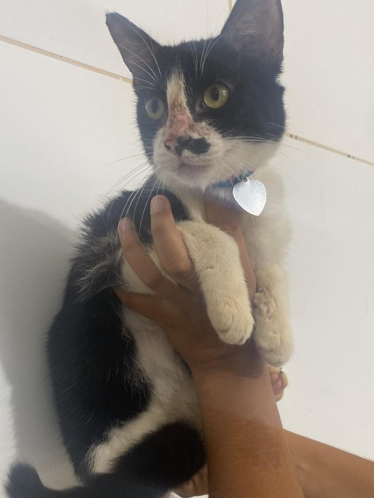 Chico, gato de porte pequeno para adoção em Dracena - SP