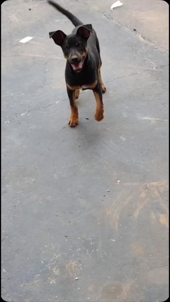 Spike, cachorro de porte pequeno para adoção em Dracena - SP