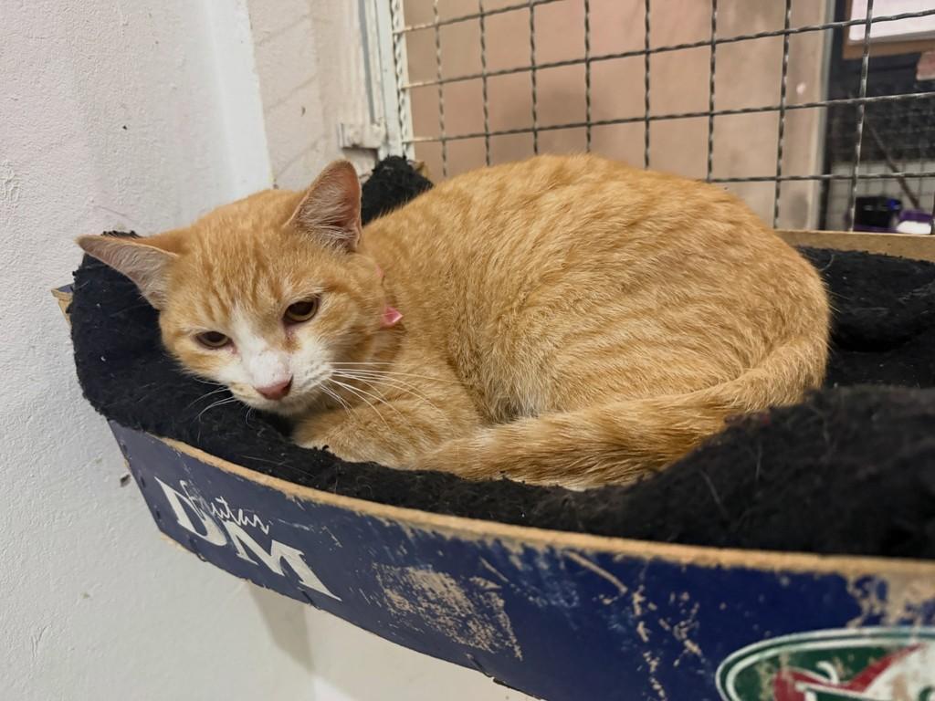 Laranja, gato de porte pequeno para adoção em Dracena - SP