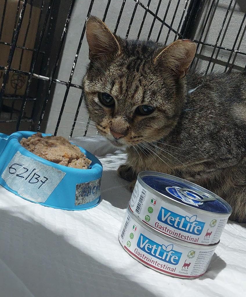 Bob, gato de porte pequeno para adoção em Dracena - SP