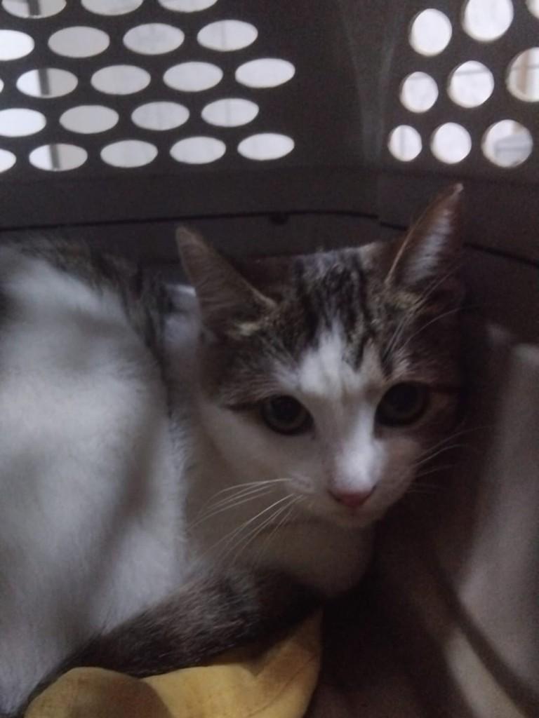 Patrícia, gata de porte pequeno para adoção em Dracena - SP