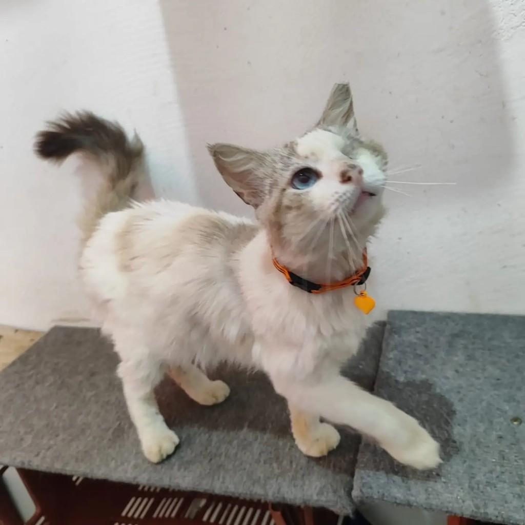 Capitão Cido, gato de porte médio para adoção em Dracena - SP