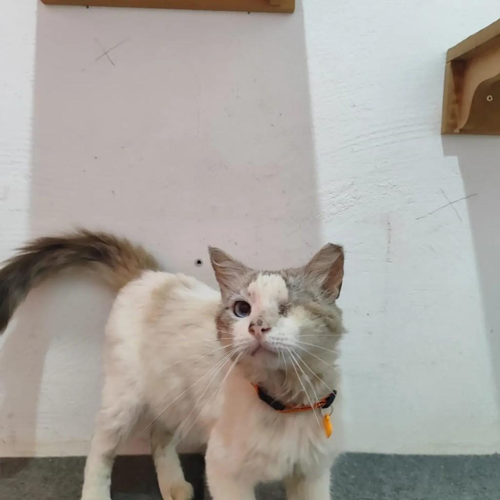 Capitão Cido, gato de porte médio para adoção em Dracena - SP — foto 3 de 3