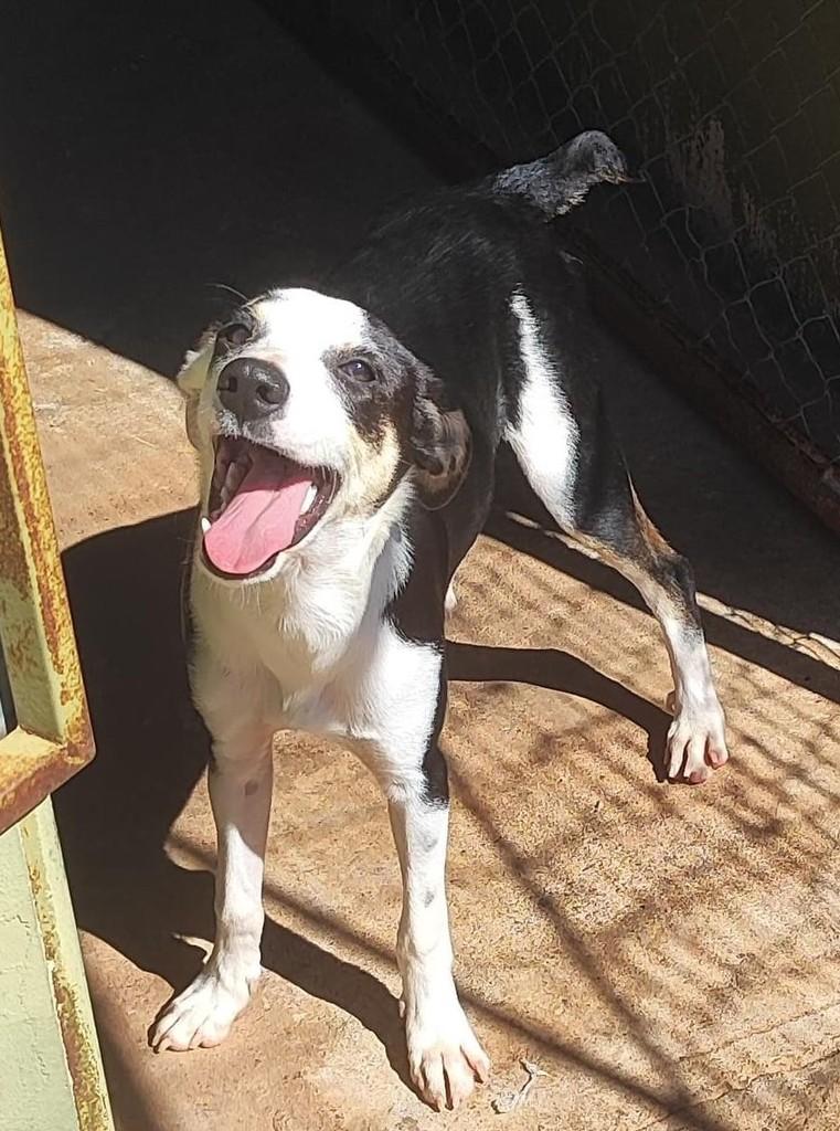 Sorriso, cachorro de porte médio para adoção em Dracena - SP