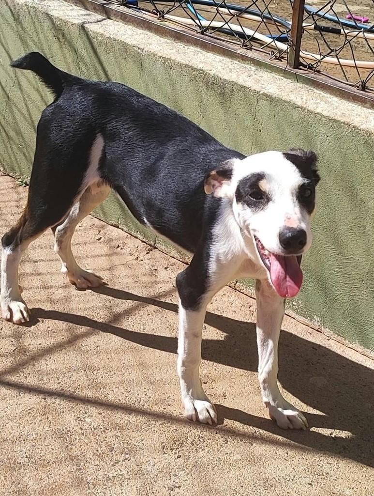 Sorriso, cachorro de porte médio para adoção em Dracena - SP — foto 2 de 2