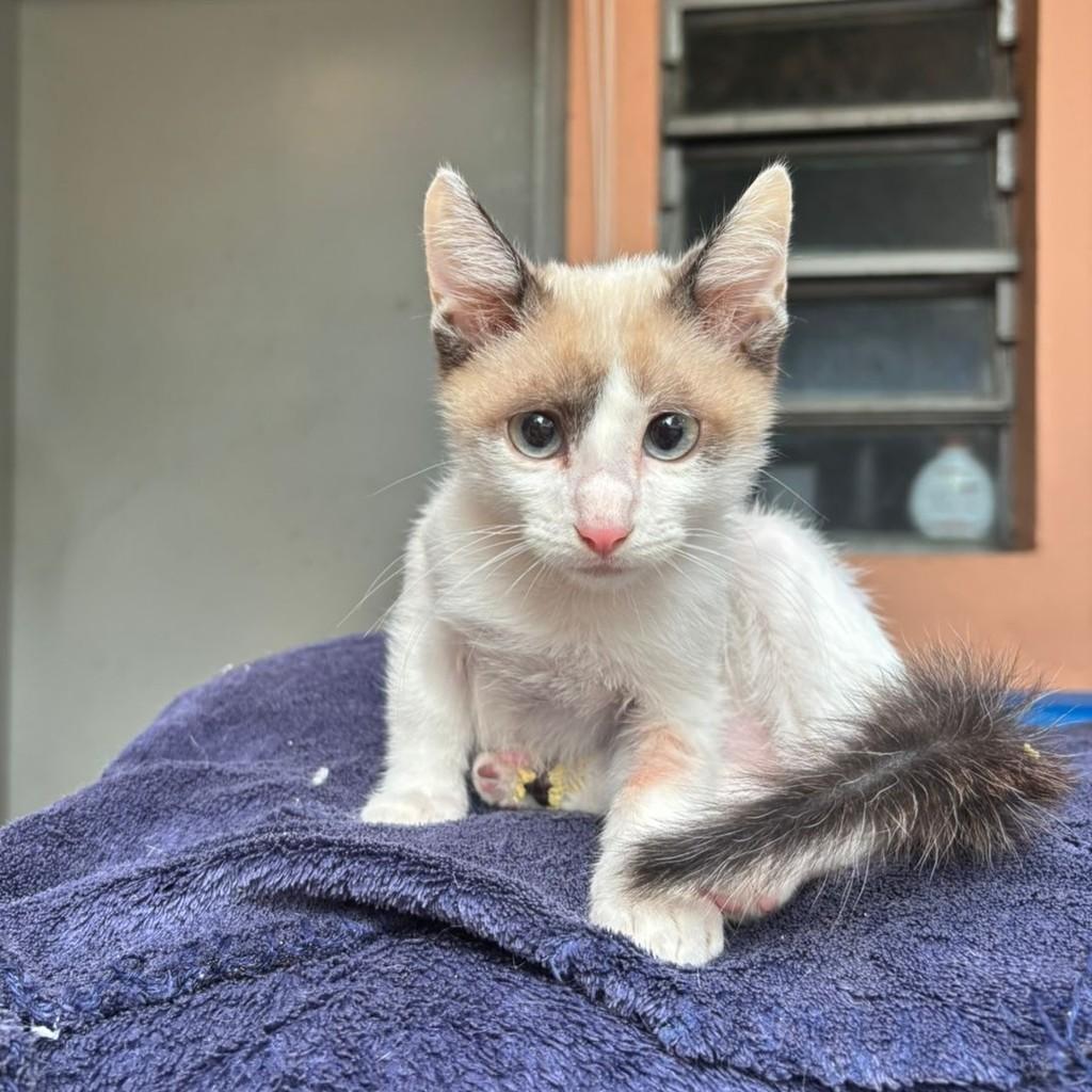 Citizen, gato de porte pequeno para adoção em São Paulo - SP