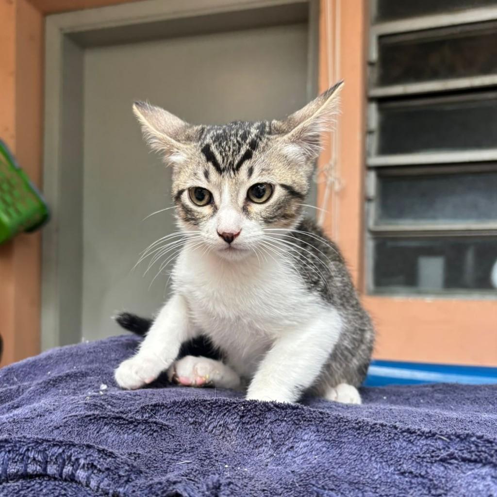 Swatch, gato de porte pequeno para adoção em São Paulo - SP