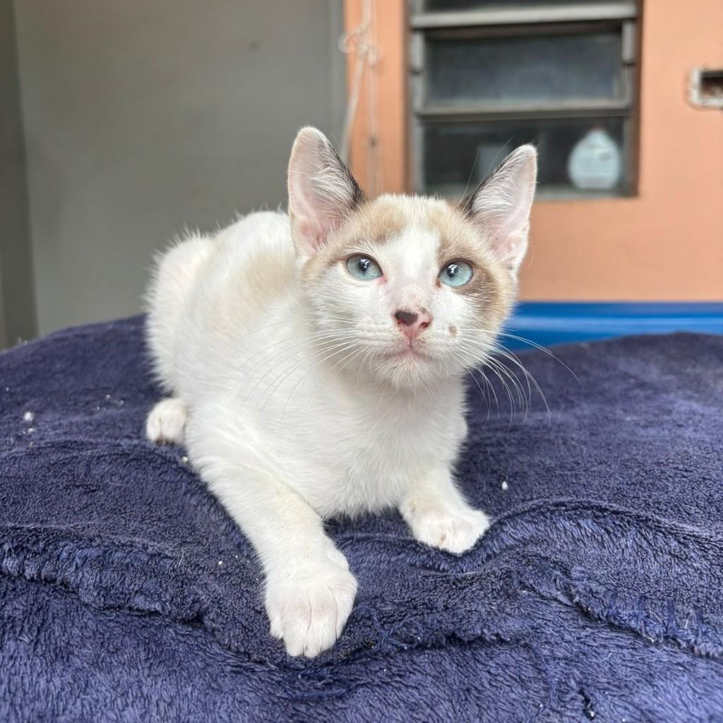 Seiko, gato de porte médio para adoção em São Paulo - SP