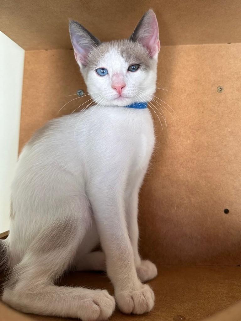 Vince, gato para adoção em São Paulo - SP