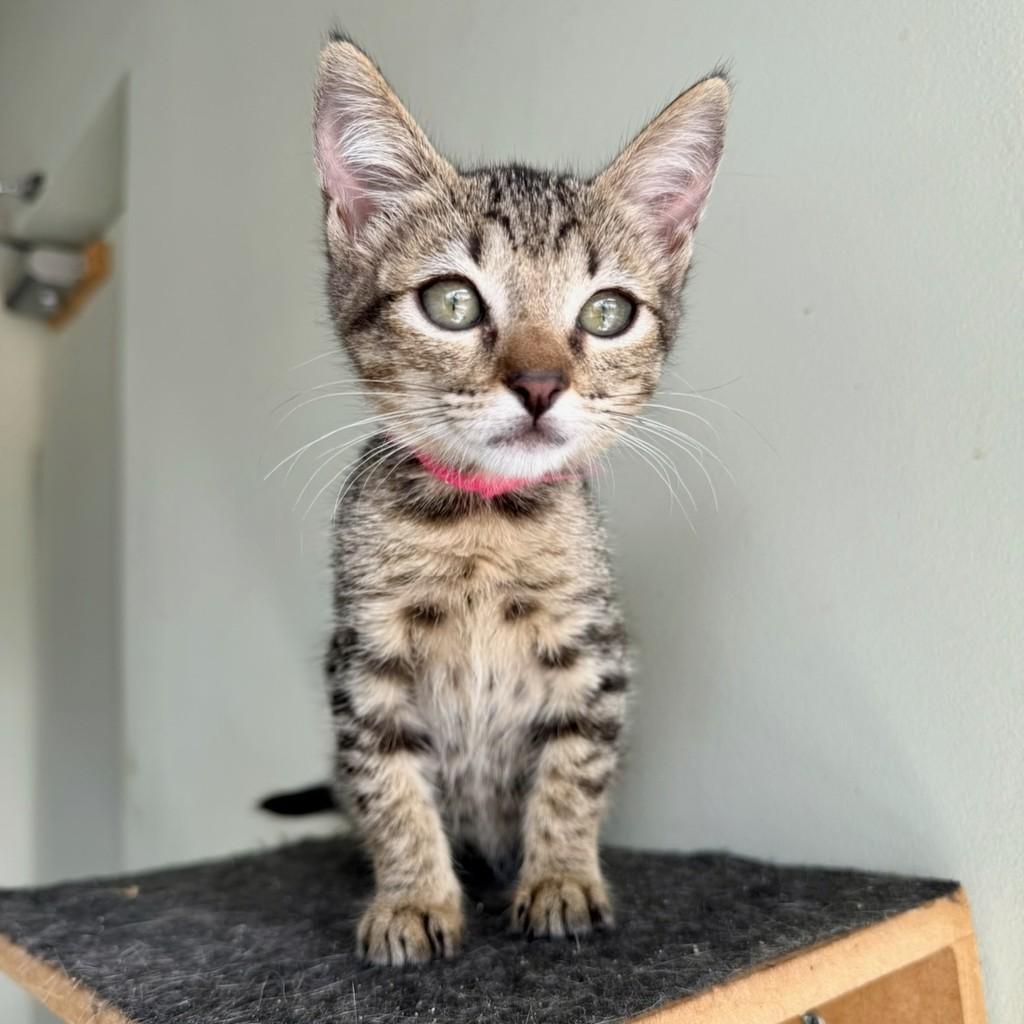 Piaget, gata de porte pequeno para adoção em São Paulo - SP