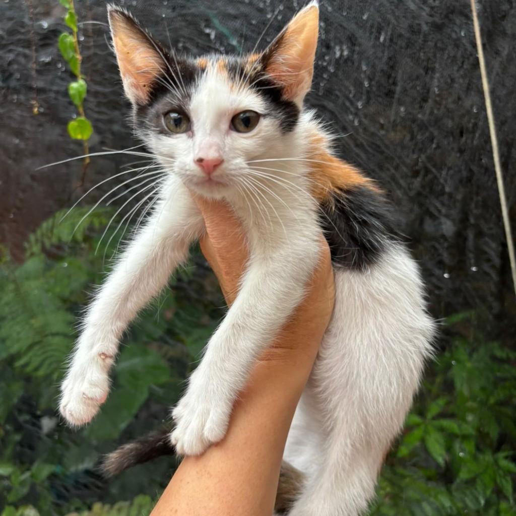 Alaia, gata para adoção em São Paulo - SP