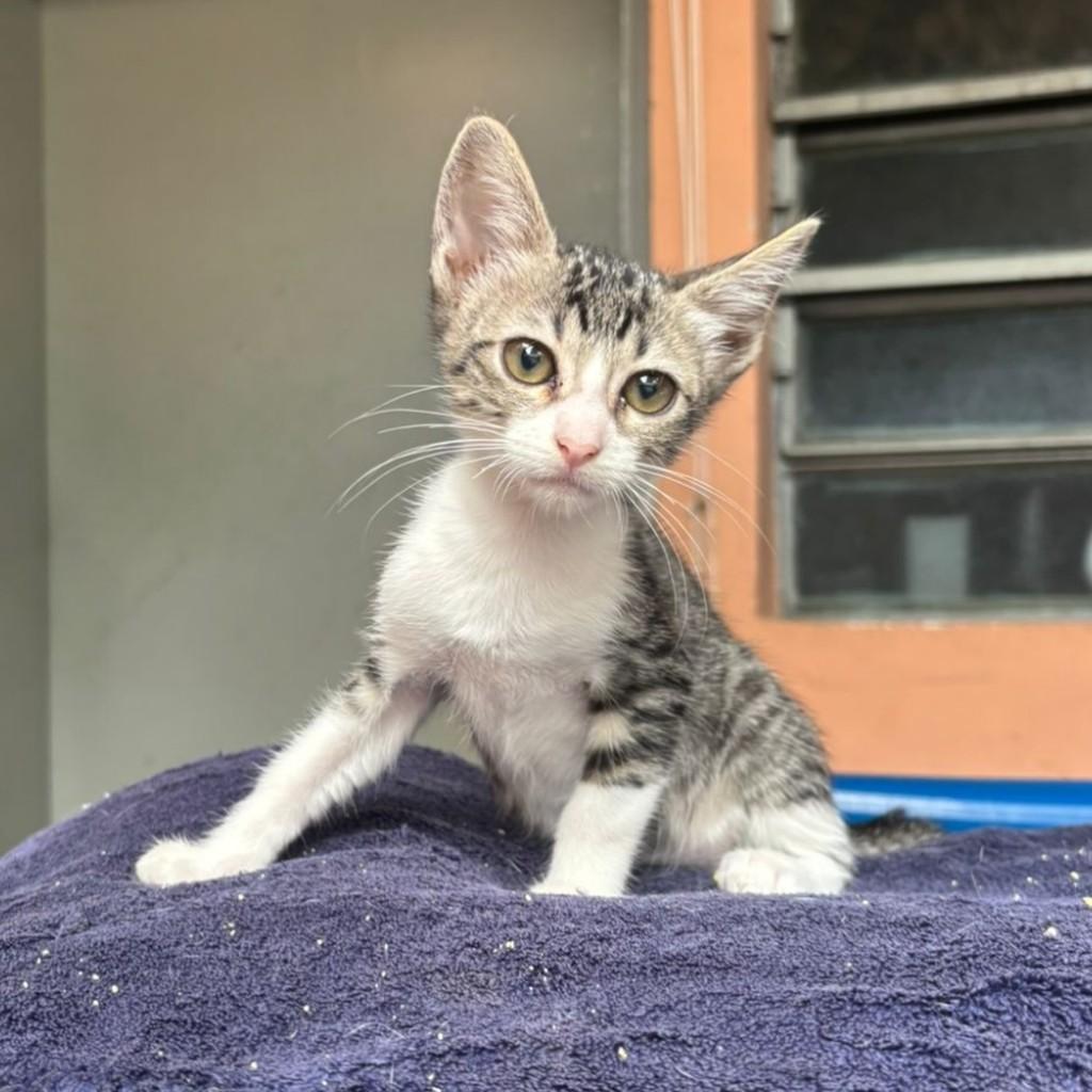 Omega, gata de porte pequeno para adoção em São Paulo - SP