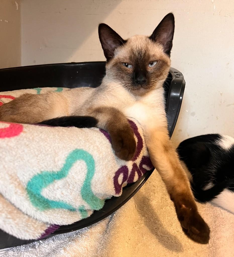 Yohji Yamamoto, gato de porte pequeno para adoção em São Paulo - SP