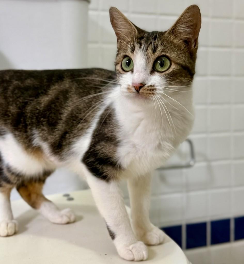 Miranda Priestly, gata de porte pequeno para adoção em São Paulo - SP