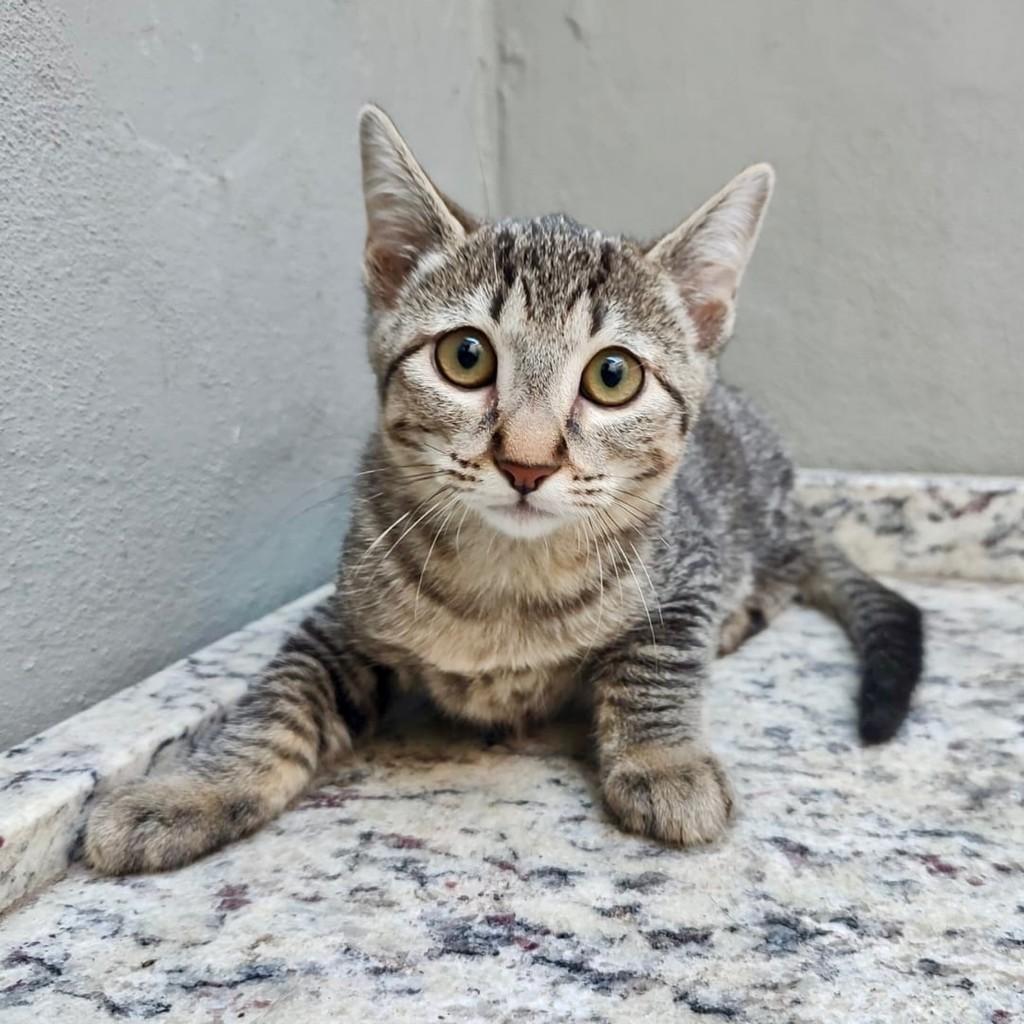 Panerai, gata para adoção em São Paulo - SP