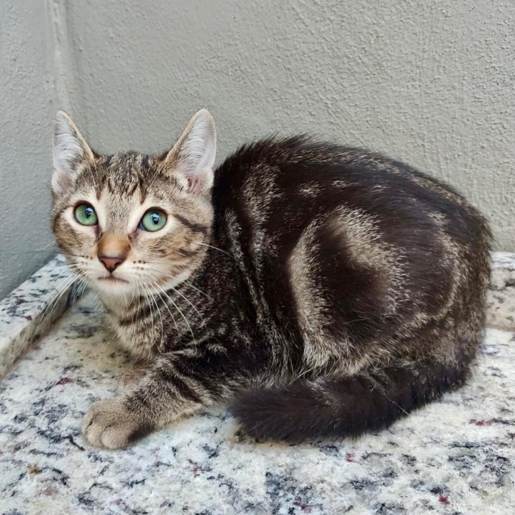 Vans, gato de porte pequeno para adoção em São Paulo - SP