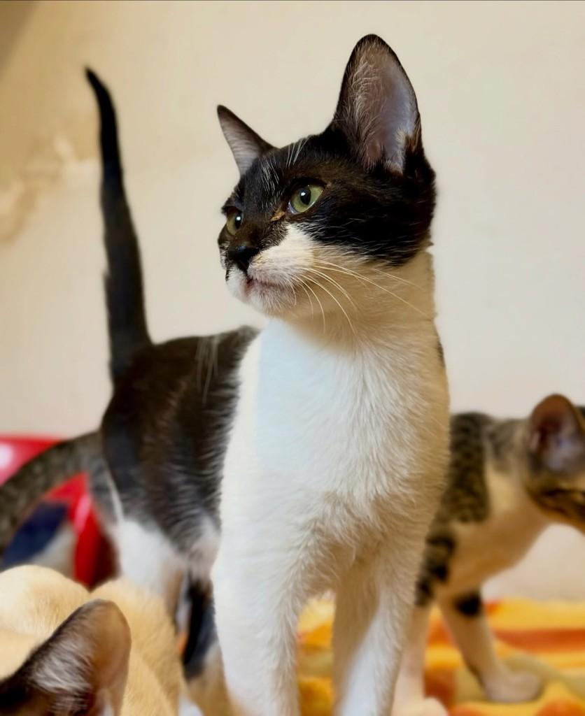 Levi's, gato para adoção em São Paulo - SP