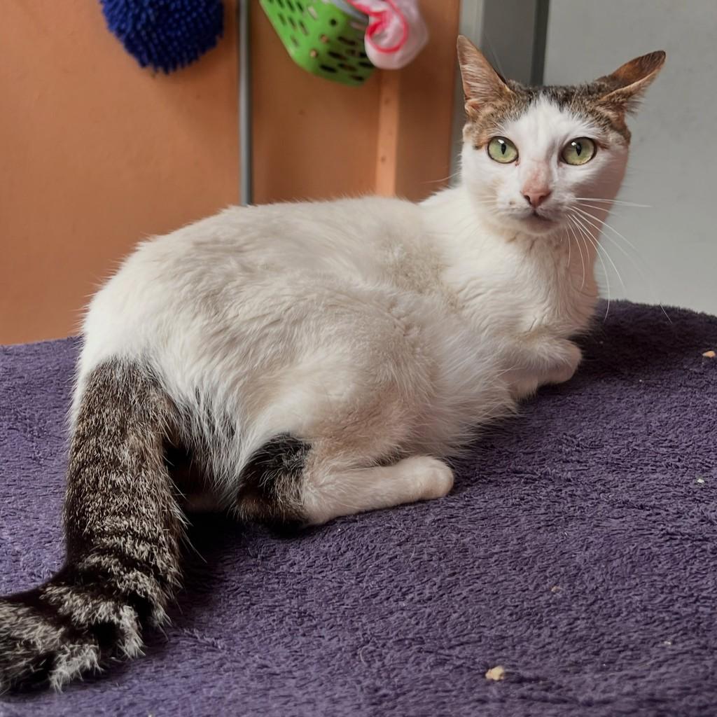 Pamela, gata de porte pequeno para adoção em São Paulo - SP
