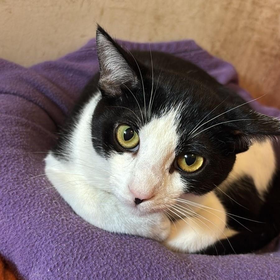 Barbour, gato de porte médio para adoção em São Paulo - SP