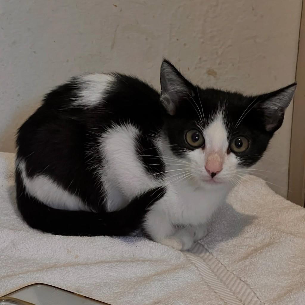 Barbour, gato de porte médio para adoção em São Paulo - SP — foto 2 de 2