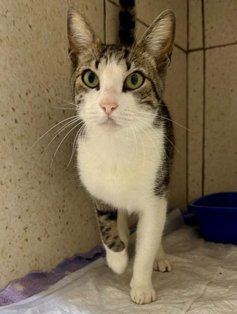 Fabinho, gato de porte pequeno para adoção em São Paulo - SP — foto 2 de 3