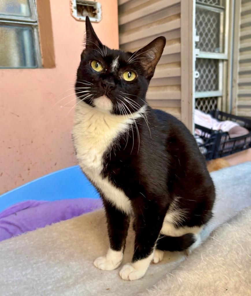 Marisa, gata para adoção em São Paulo - SP