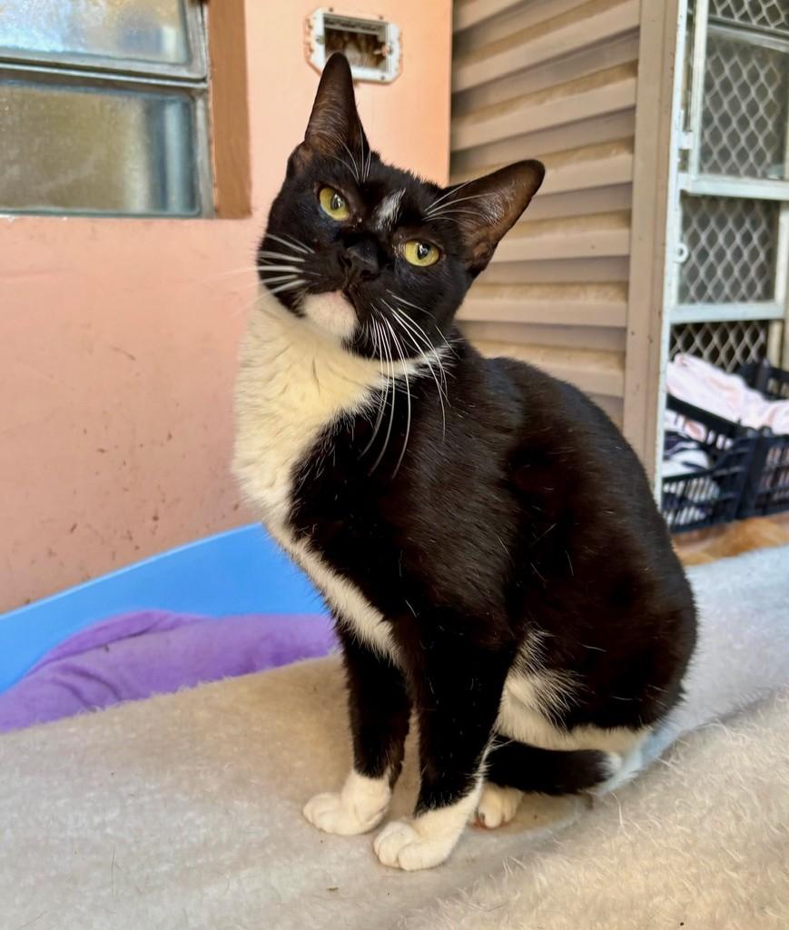 Marisa, gata para adoção em São Paulo - SP — foto 2 de 4