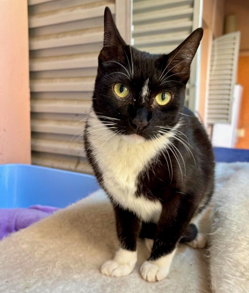 Marisa, gata para adoção em São Paulo - SP — foto 3 de 4
