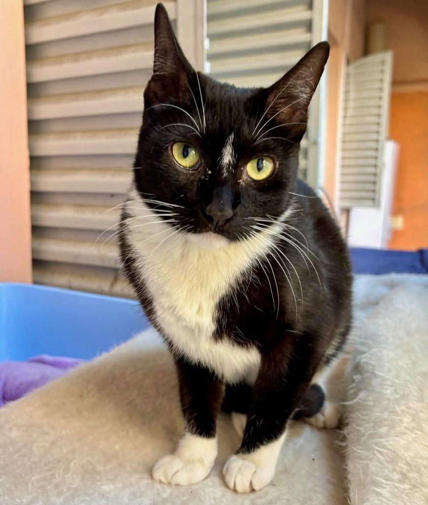 Marisa, gata para adoção em São Paulo - SP — foto 4 de 4