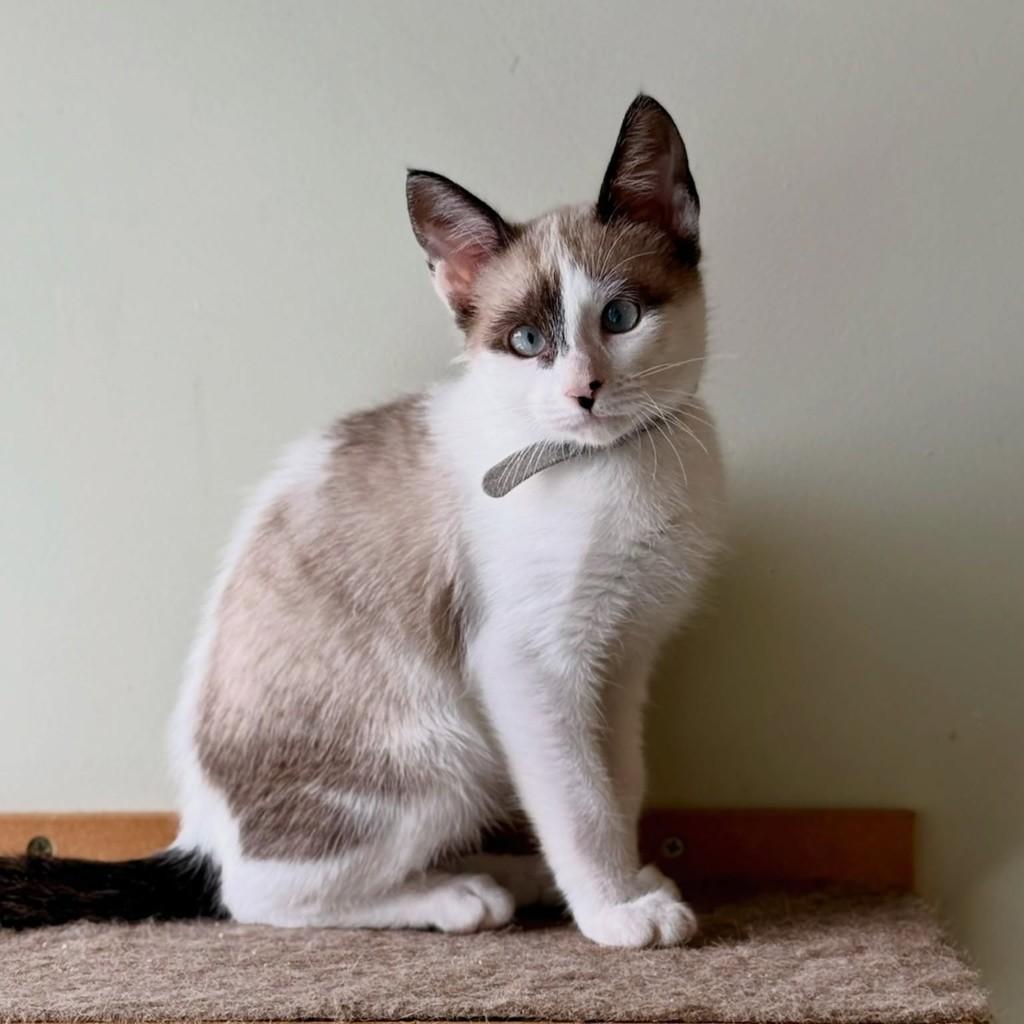 Aires, gata de porte pequeno para adoção em São Paulo - SP