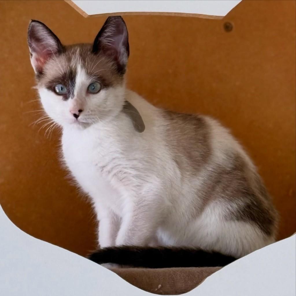 Aires, gata de porte pequeno para adoção em São Paulo - SP — foto 2 de 10