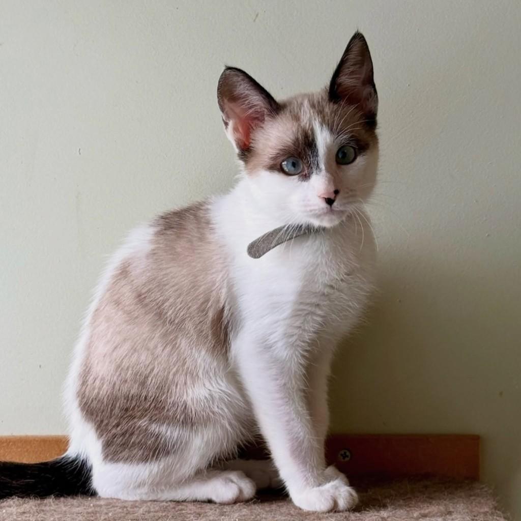 Aires, gata de porte pequeno para adoção em São Paulo - SP — foto 3 de 10
