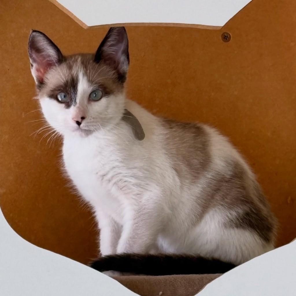 Aires, gata de porte pequeno para adoção em São Paulo - SP — foto 4 de 10