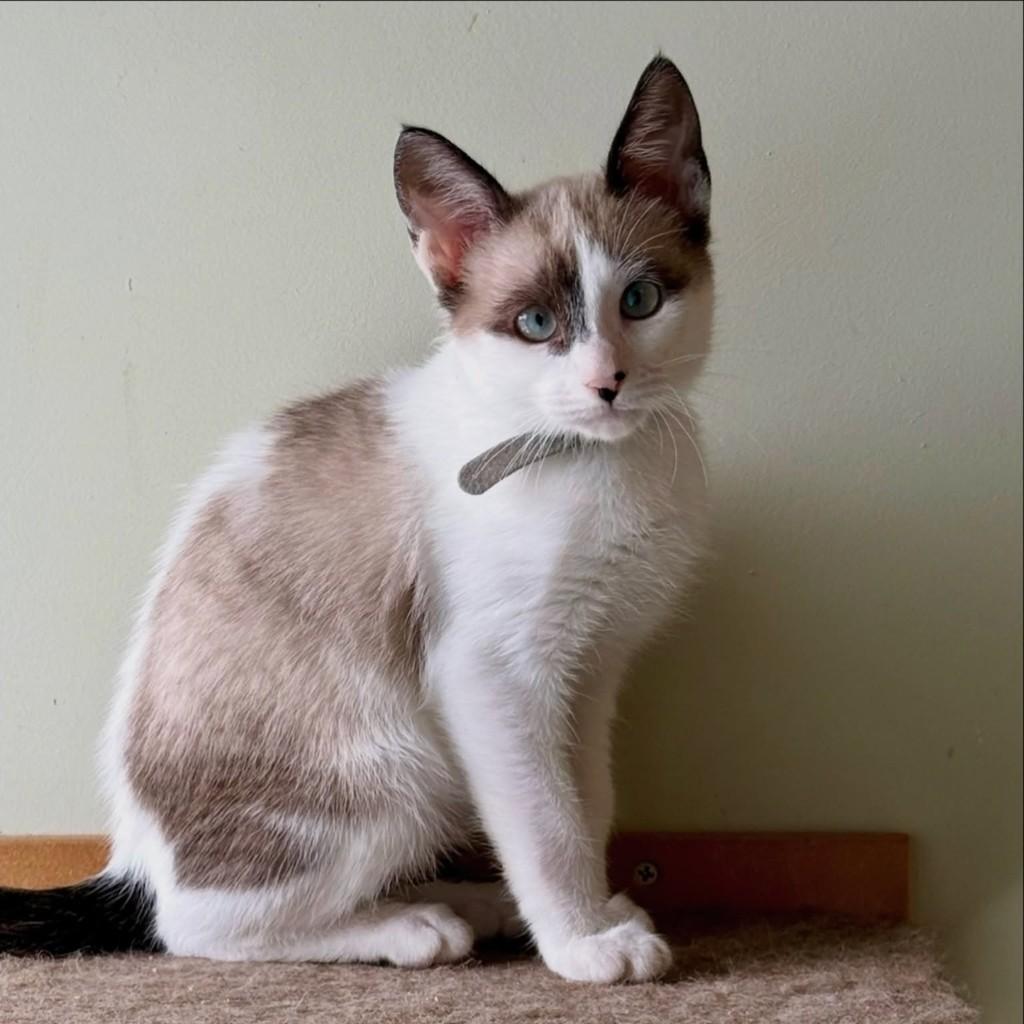 Aires, gata de porte pequeno para adoção em São Paulo - SP — foto 5 de 10