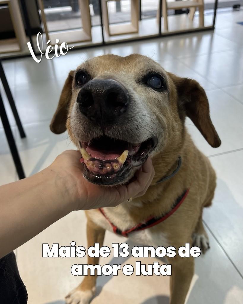 Véio, cachorro de porte grande para adoção em Porto Alegre - RS