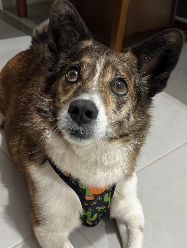 Gigi, cadela de porte médio para adoção em Porto Alegre - RS
