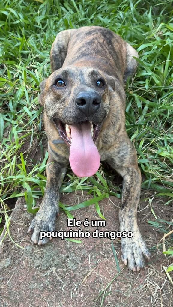Bartô, cachorro de porte médio para adoção em Porto Alegre - RS