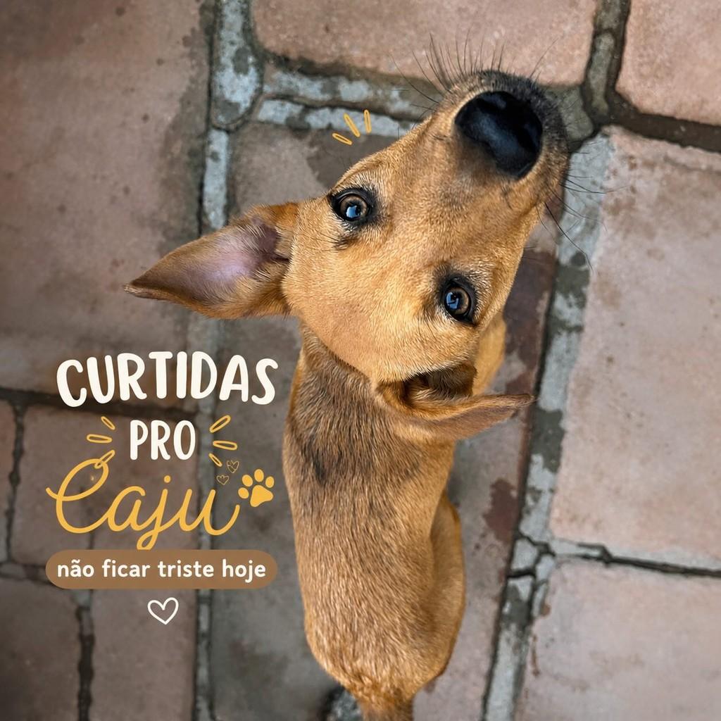 Caju, cachorro de porte pequeno para adoção em Porto Alegre - RS