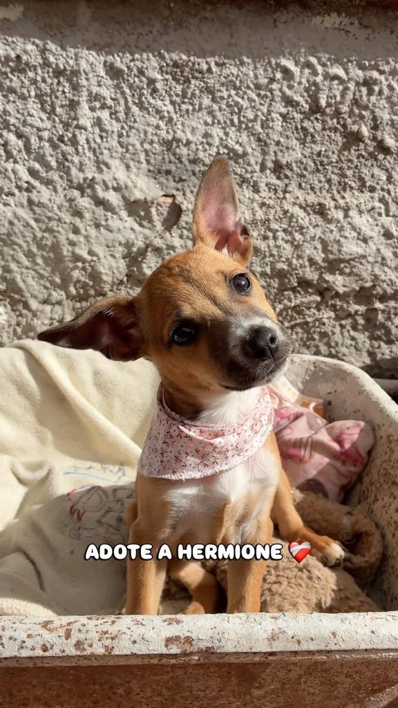 Hermione, cadela de porte pequeno para adoção em Porto Alegre - RS