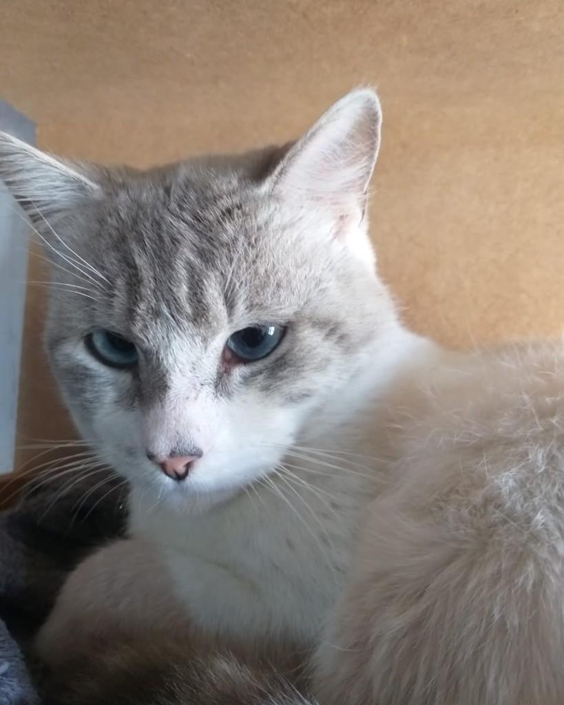 Jeje, gato para adoção em Porto Alegre - RS