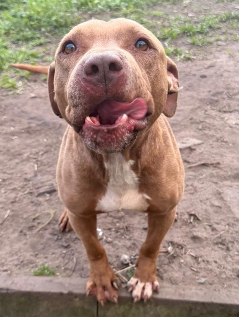 Thor, cachorro de porte médio para adoção em Porto Alegre - RS