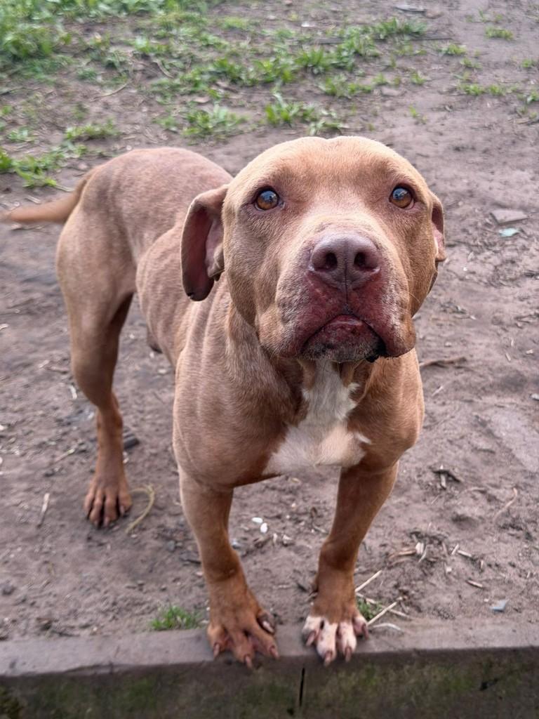 Thor, cachorro de porte médio para adoção em Porto Alegre - RS — foto 2 de 3