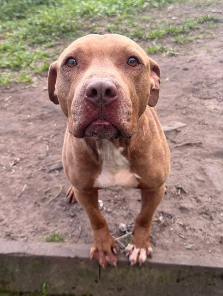 Thor, cachorro de porte médio para adoção em Porto Alegre - RS — foto 3 de 3